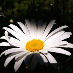 Close-up of white flower blooming outdoors