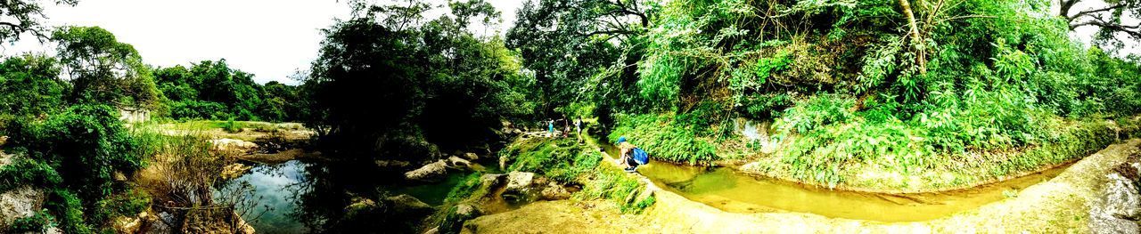 Scenic view of river amidst trees in forest