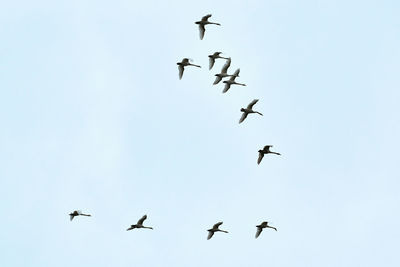 Flock of birds, swans flying high in blue sky. flight in v-formation. freedom, speed, teamwork