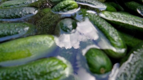 Close-up of water in container