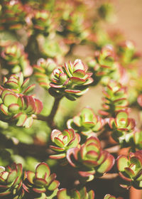 Close-up of succulent plant