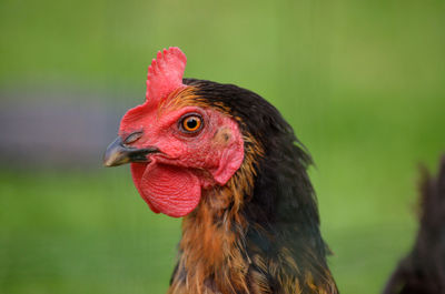 Close up portrait image of a chicken with bright red comb