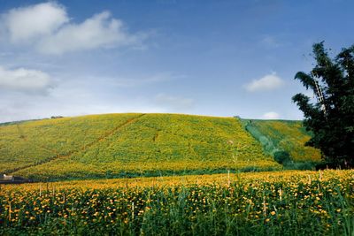 Scenic view of agricultural field against sky