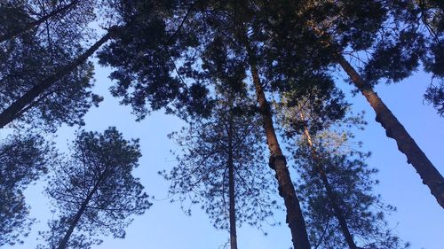 Low angle view of trees against sky