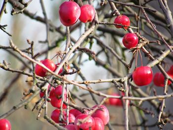 Close-up of red berries growing on plant