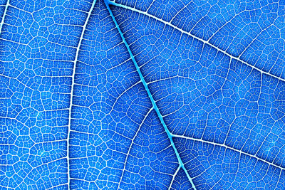 Full frame shot of blue leaf