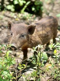 Close-up of pig