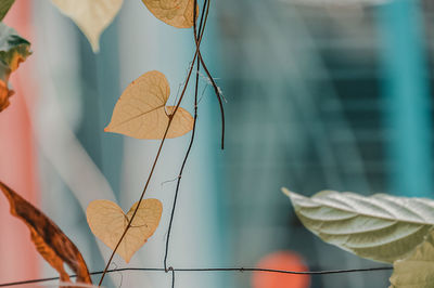 Close-up of dry leaves hanging on plant