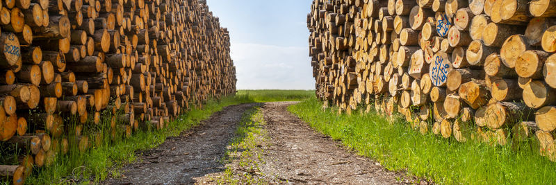 Wood logs at storage place