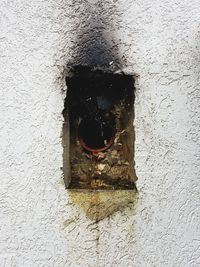 Close-up of lizard on wall