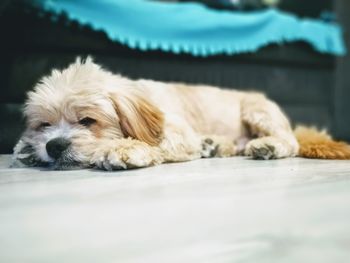 Close-up portrait of puppy relaxing on floor