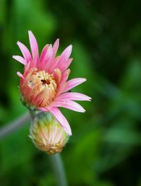 Close-up of pink flower blooming outdoors