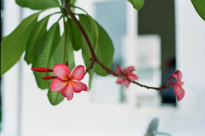 Close-up of red flowers against blurred background