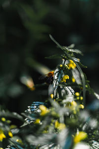 Close-up of insect on flower