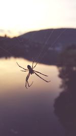 Close-up of spider on web against sky