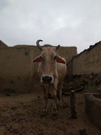 Portrait of cow