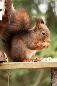 Close-up of squirrel eating food
