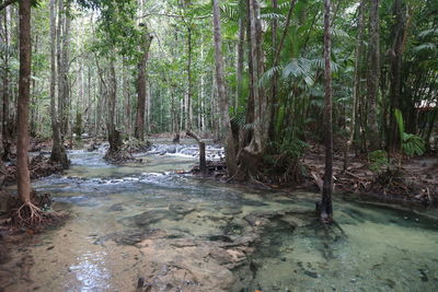 Stream flowing in forest