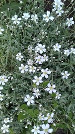 Close-up of white flowering plants