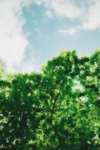 Low angle view of trees against sky