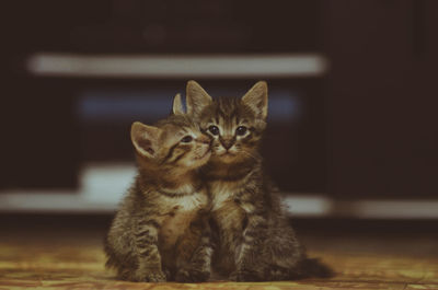 Close-up portrait of kitten sitting at home