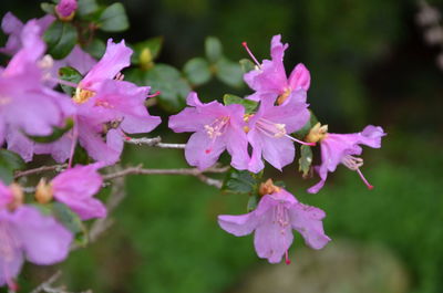 Close-up of pink flowering plant