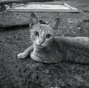 Portrait of cat