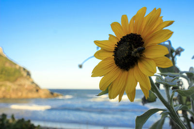 Close-up of sunflower against sea