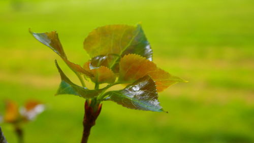 Close-up of green leaves on plant