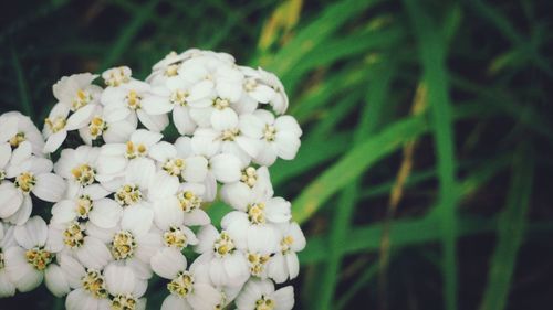 Close-up of white flowers