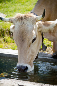 Close-up of cow