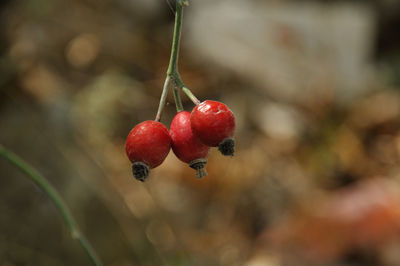 Close-up of red cherries on tree
