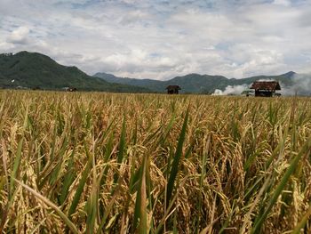 Rice fields in a village in indonesia. the rice is ready to be harvested.