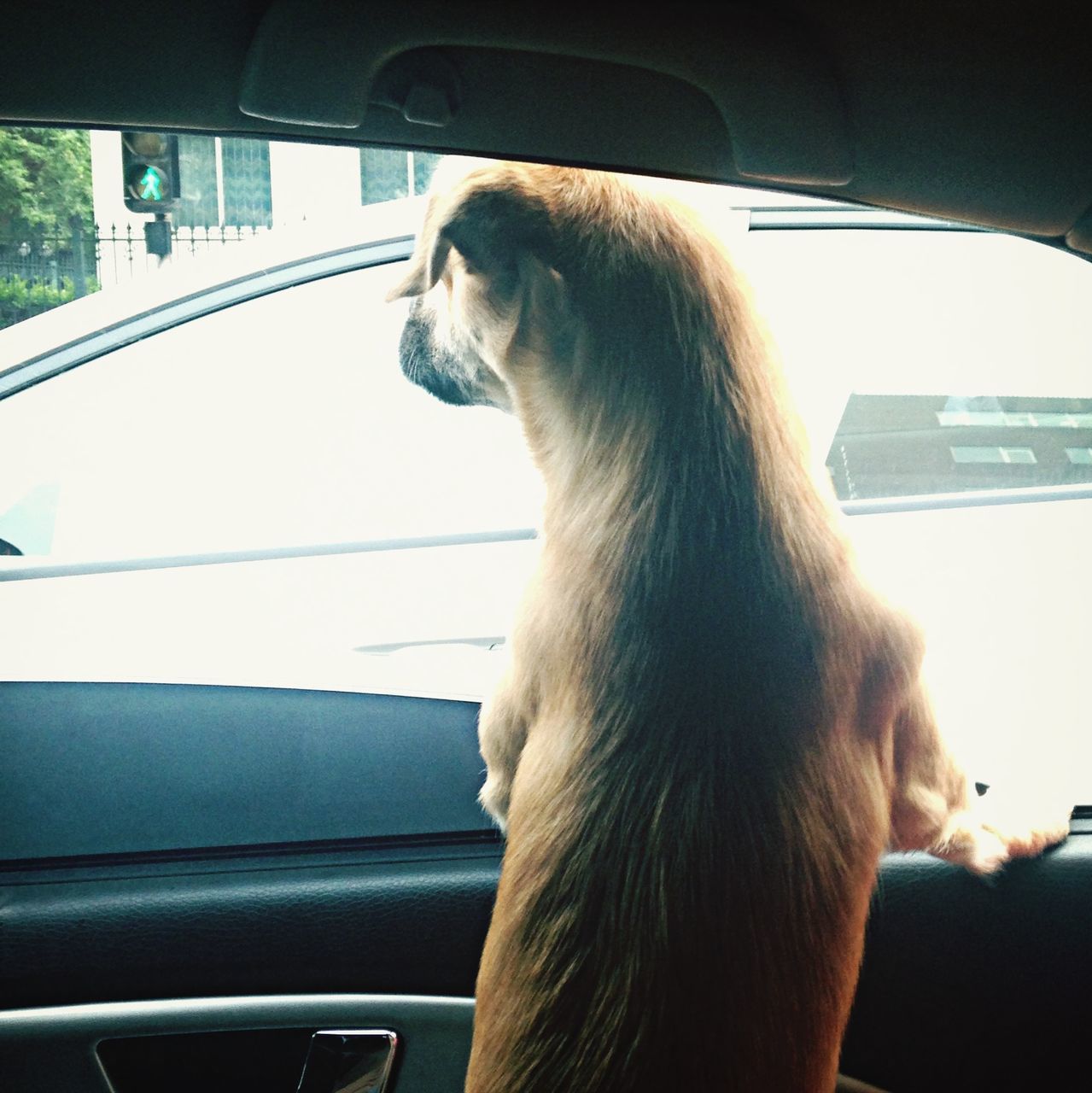 one animal, transportation, pets, car, domestic animals, animal themes, vehicle interior, mode of transport, mammal, window, looking through window, land vehicle, indoors, car interior, dog, glass - material, sitting, transparent, looking away, one person