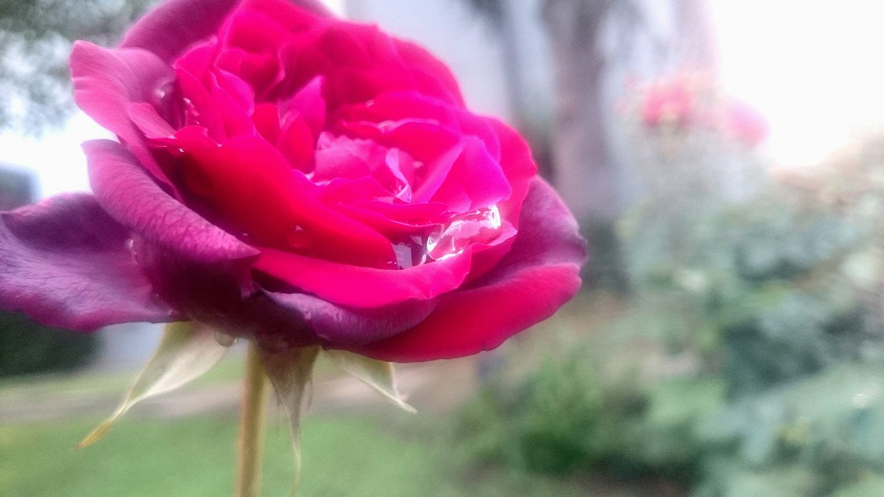 flower, petal, flower head, freshness, fragility, close-up, rose - flower, beauty in nature, pink color, growth, focus on foreground, blooming, nature, plant, stem, in bloom, no people, bud, outdoors, softness, day, blossom, selective focus, botany, single rose, tranquility