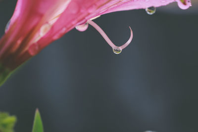 Close-up of plant against blurred background