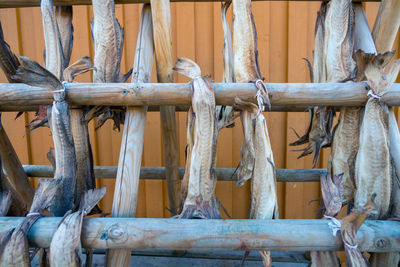 Close-up of fish hanging on wooden fence