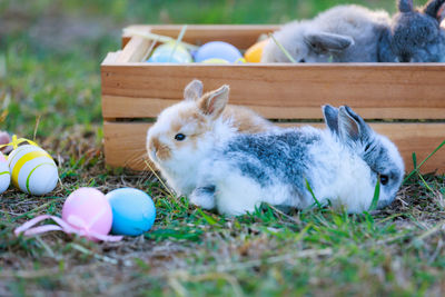 Rabbit on field