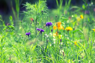 Close-up of purple flowering plants on field
