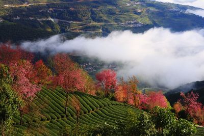 Scenic view of agricultural field
