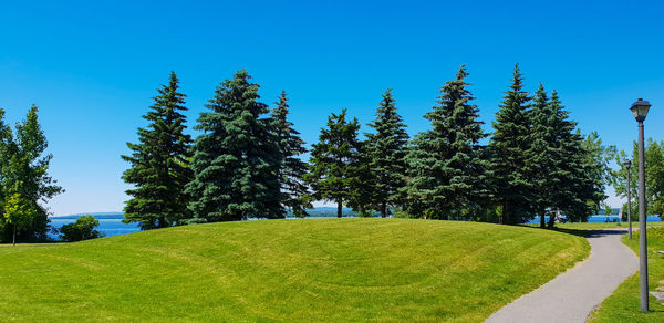 Trees on field against clear blue sky