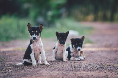 Cute small dogs sitting on floor.