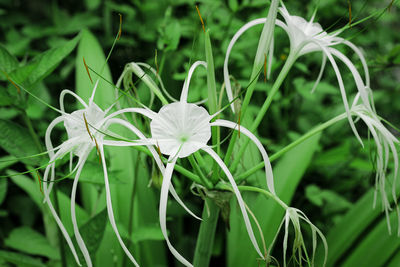 Close-up of white flowering plant on field