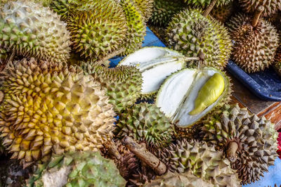 High angle view of cactus