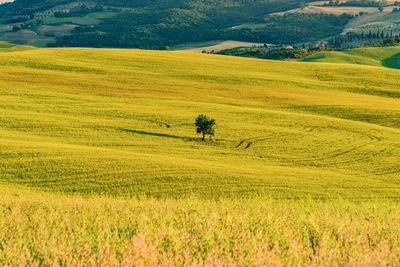 Scenic view of wheat field