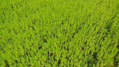 High angle view of crops on field