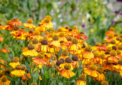 Yellow flowers blooming outdoors