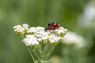 Firebugs at the yarrow flower herb - reproduction macro photo.