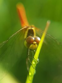 Close-up of insect on plant