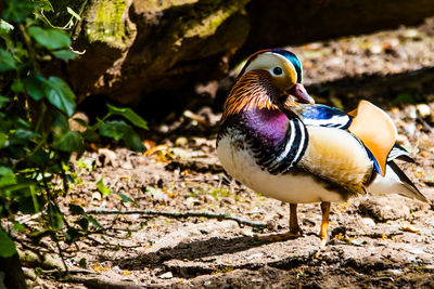 Close-up of a mandarin duck